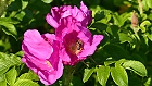 Bild: Blume 86 – Klick zum Vergrößern