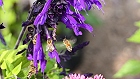 Bild: Blumen 05 – Klick zum Vergrößern