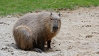Bild: Capibara 01 – Klick zum Vergrößern