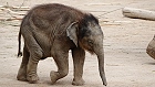 Bild: Elefant 03 Baby – Klick zum Vergrößern