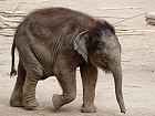 Bild: Elefant 03 Baby – Klick zum Vergrößern