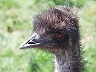 Bild: Emu 01 – Klick zum Vergrößern