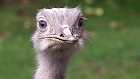 Bild: Emu 02 – Klick zum Vergrößern
