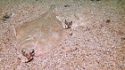 Bild: Fisch 08 Plattfisch – Klick zum Vergrößern