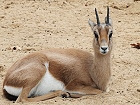 Bild: Gazelle – Klick zum Vergrößern