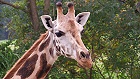 Bild: Giraffe 01 – Klick zum Vergrößern