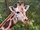 Bild: Giraffe 01 – Klick zum Vergrößern