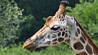Bild: Giraffe 02 – Klick zum Vergrößern