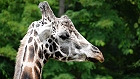 Bild: Giraffe 03 – Klick zum Vergrößern