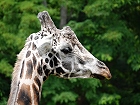 Bild: Giraffe 03 – Klick zum Vergrößern