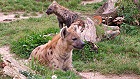 Bild: Hyänenfamilie 01 – Klick zum Vergrößern