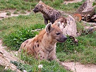 Bild: Hyänenfamilie 01 – Klick zum Vergrößern