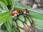 Bild: Käferpaar 04 Frühlingsgefühle – Klick zum Vergrößern