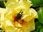 Bild: Käfer 07 in Rose_200617 – Klick zum Vergrößern