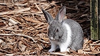 Bild: Kaninchen 01 – Klick zum Vergrößern