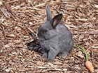 Bild: Kaninchen 03 – Klick zum Vergrößern