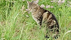Bild: Katze 01 – Klick zum Vergrößern