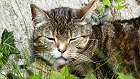 Bild: Katze 03 – Klick zum Vergrößern