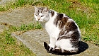 Bild: Katze 04 – Klick zum Vergrößern