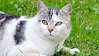 Bild: Katze 05 – Klick zum Vergrößern