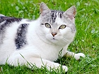 Bild: Katze 05 – Klick zum Vergrößern