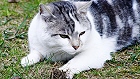 Bild: Katze 06 – Klick zum Vergrößern