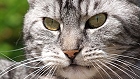 Bild: Katze 07 – Klick zum Vergrößern