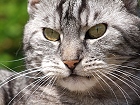Bild: Katze 07 – Klick zum Vergrößern