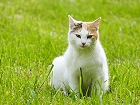 Bild: Katze 08 – Klick zum Vergrößern
