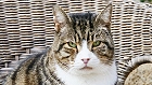 Bild: Katze 10 – Klick zum Vergrößern