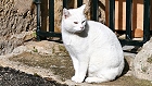 Bild: Katze 11 – Klick zum Vergrößern