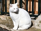 Bild: Katze 11 – Klick zum Vergrößern