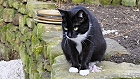 Bild: Katze 12 – Klick zum Vergrößern