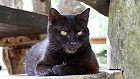 Bild: Katze 13 – Klick zum Vergrößern