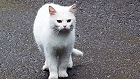 Bild: Katze 15 – Klick zum Vergrößern