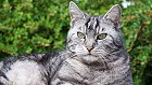 Bild: graue Katze 16 – Klick zum Vergrößern