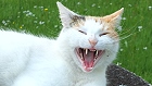 Bild: müde Katze 18 – Klick zum Vergrößern