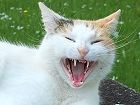 Bild: müde Katze 18 – Klick zum Vergrößern