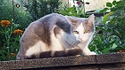 Bild: Katze 19 – Klick zum Vergrößern