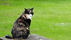 Bild: Katze 20 – Klick zum Vergrößern