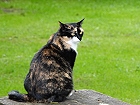 Bild: Katze 20 – Klick zum Vergrößern