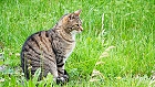 Bild: Katze 22 – Klick zum Vergrößern