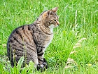 Bild: Katze 22 – Klick zum Vergrößern