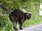Bild: Katze 23 – Klick zum Vergrößern