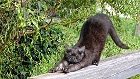 Bild: Katze 24 – Klick zum Vergrößern