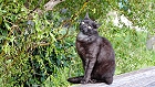 Bild: Katze 25 – Klick zum Vergrößern