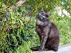 Bild: Katze 25 – Klick zum Vergrößern