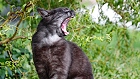 Bild: Katze 26 – Klick zum Vergrößern