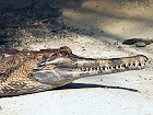 Bild: Krokodil – Klick zum Vergrößern
