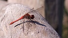 Bild: Libelle 03 – Klick zum Vergrößern